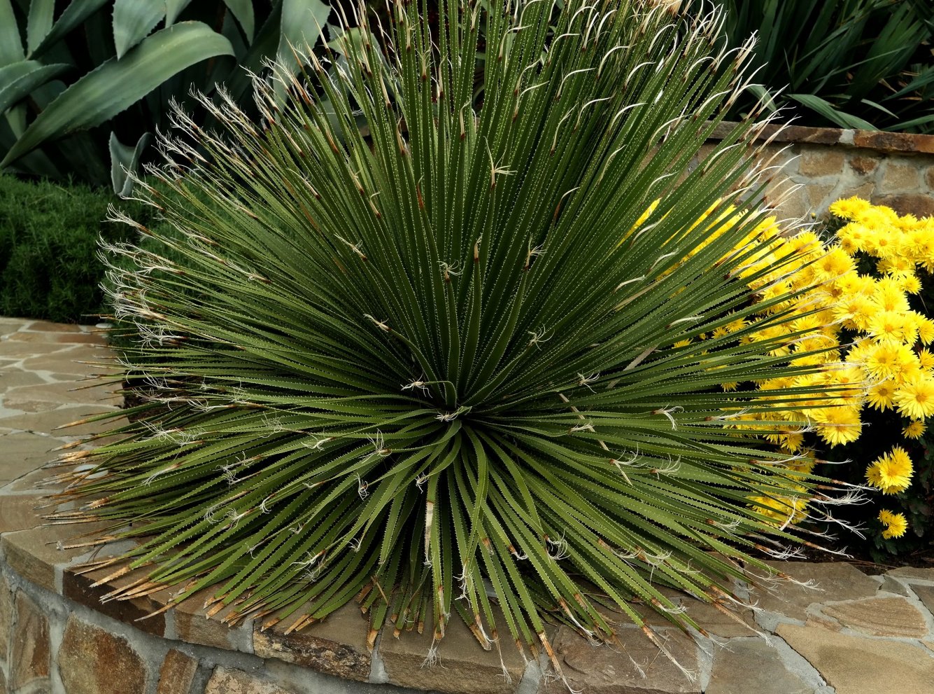 Image of Dasylirion serratifolium specimen.
