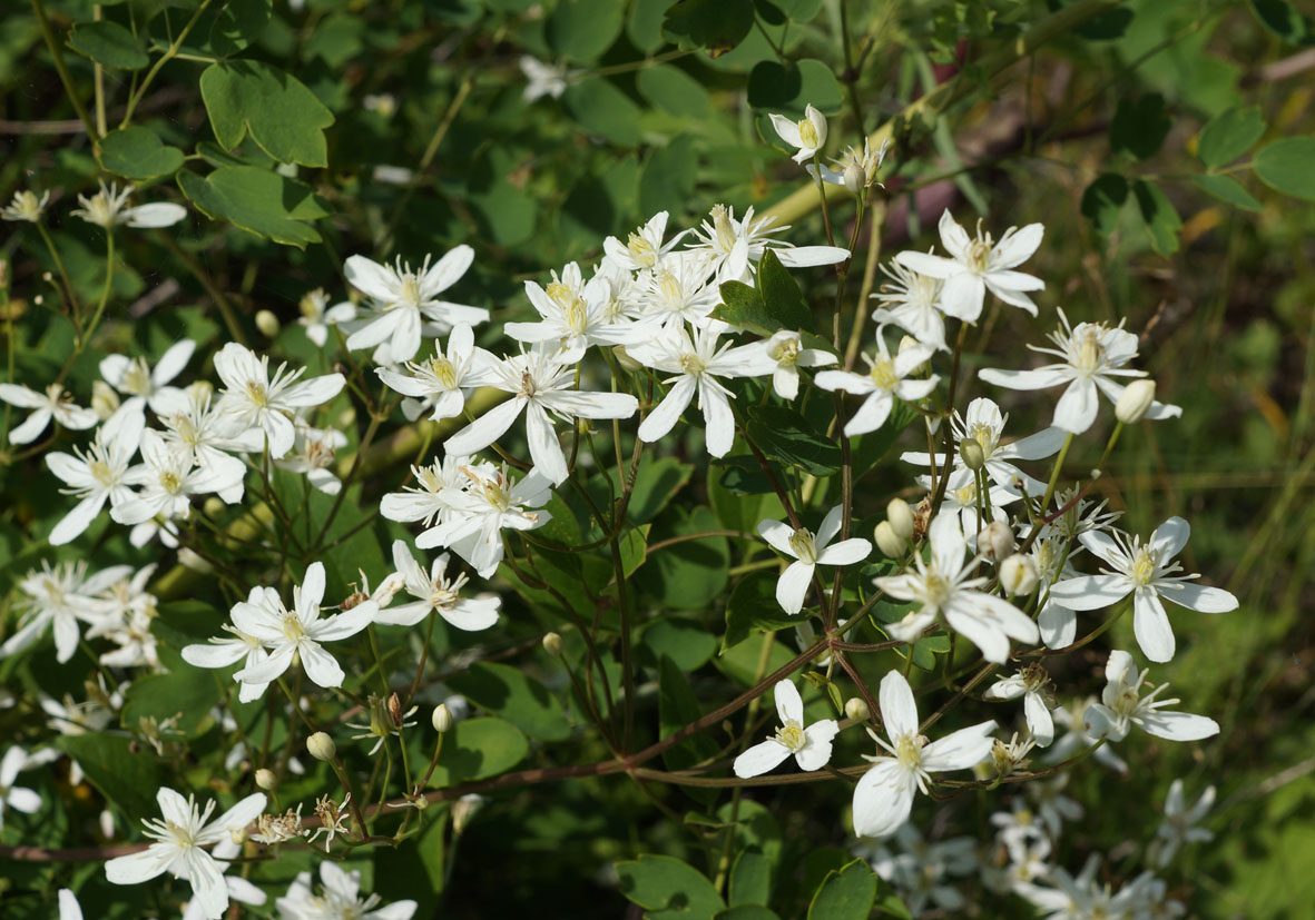 Изображение особи Clematis mandshurica.