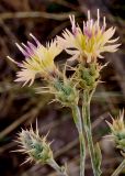 Centaurea pseudosquarrosa