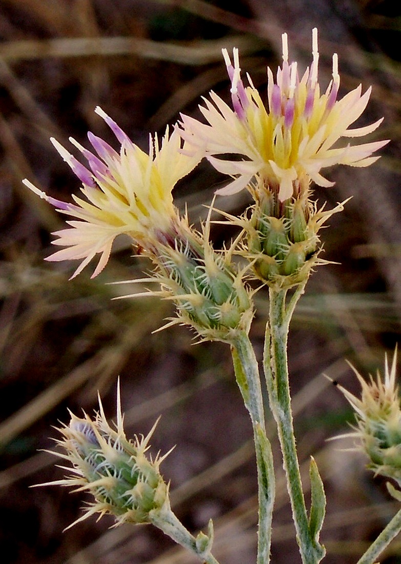 Image of Centaurea pseudosquarrosa specimen.