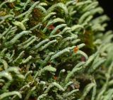 Cladonia coniocraea