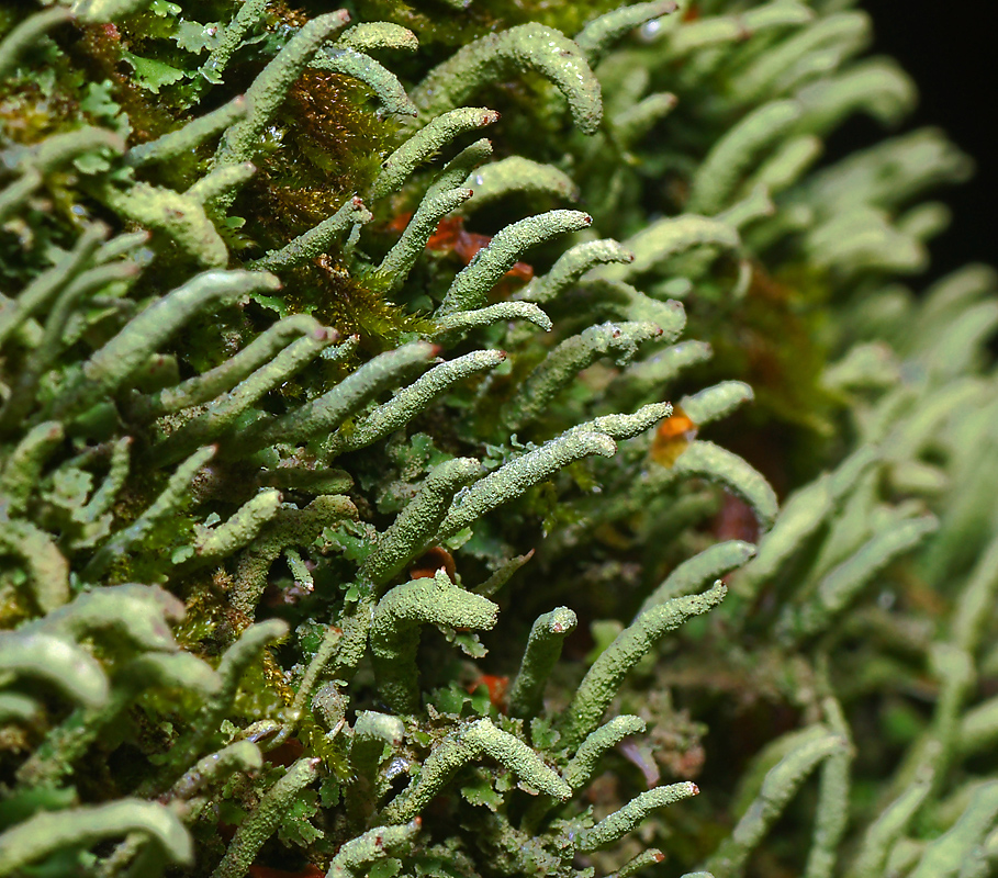 Image of Cladonia coniocraea specimen.