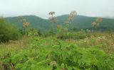 Aralia cordata разновидность sachalinensis. Верхняя часть цветущего и плодоносящего растения. Сахалинская обл., Томаринский р-н, окр. пос. Неводское, открытая приморская терраса. 17.08.2016.