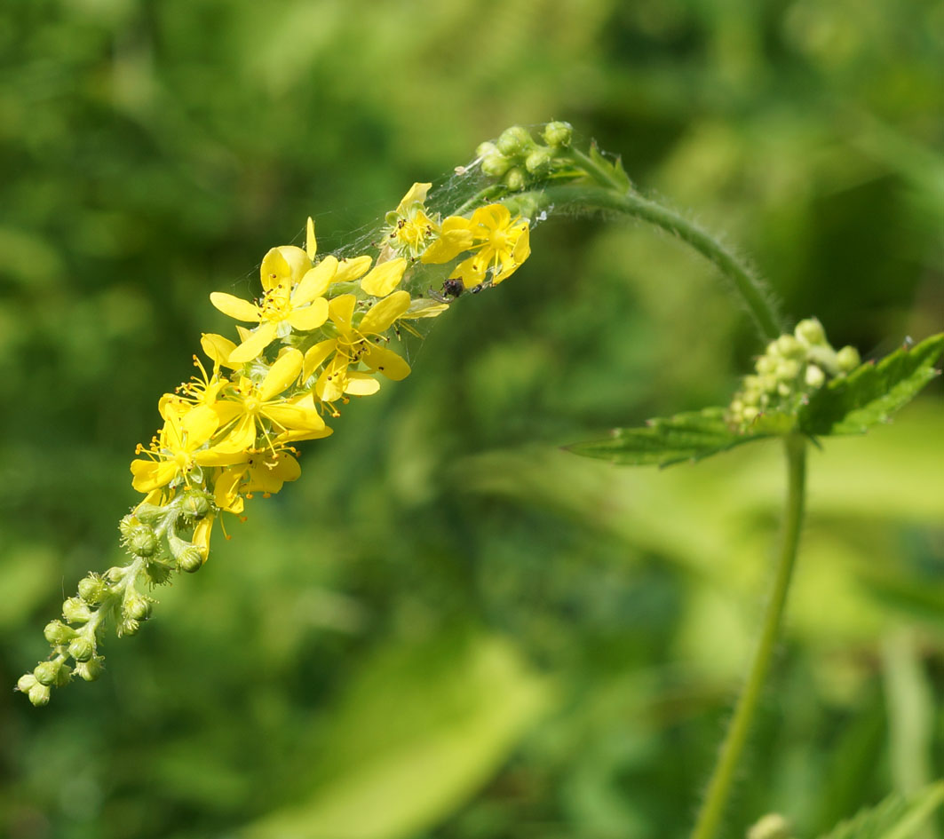 Изображение особи Agrimonia pilosa.