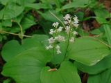 Maianthemum bifolium