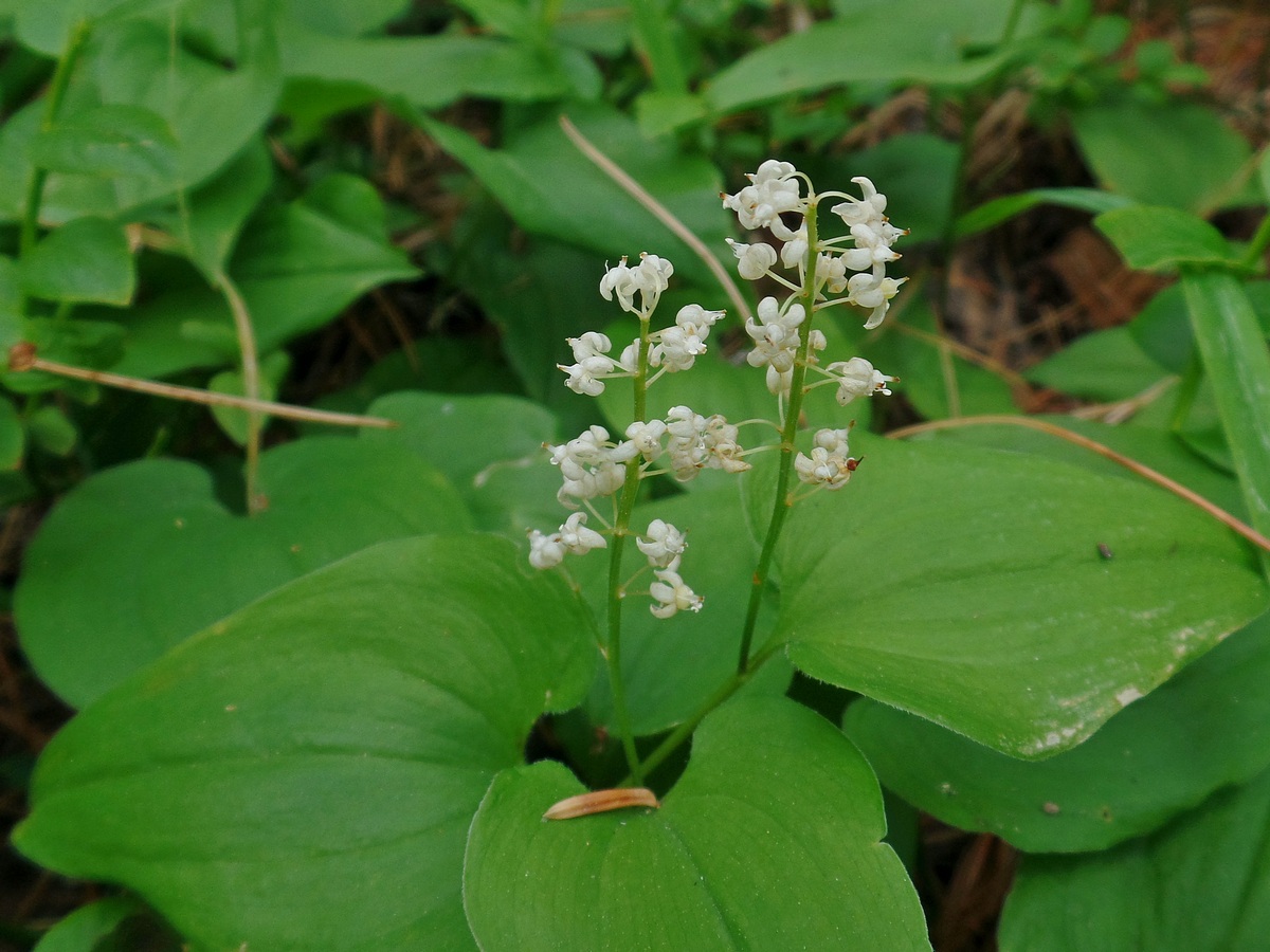 Image of Maianthemum bifolium specimen.