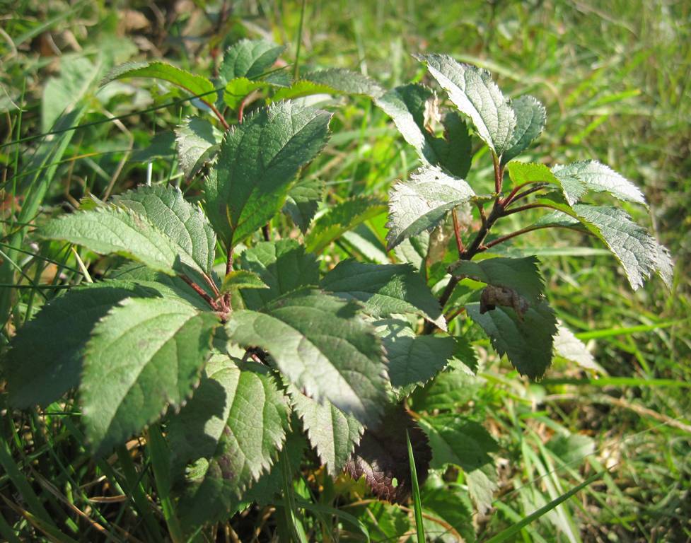 Image of genus Malus specimen.