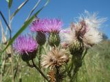 Cirsium glaberrimum. Верхушка цветущего и плодоносящего растения с фуражирующей пчелой. Казахстан, г. Тараз, дно долины р. Карасу на краю тростниковых зарослей. 31 июля 2016 г.