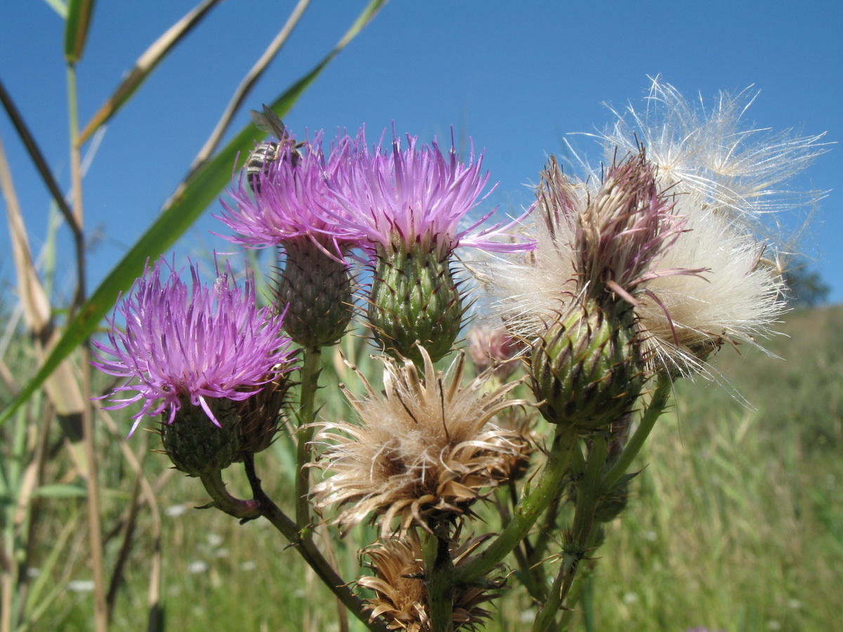 Изображение особи Cirsium glaberrimum.