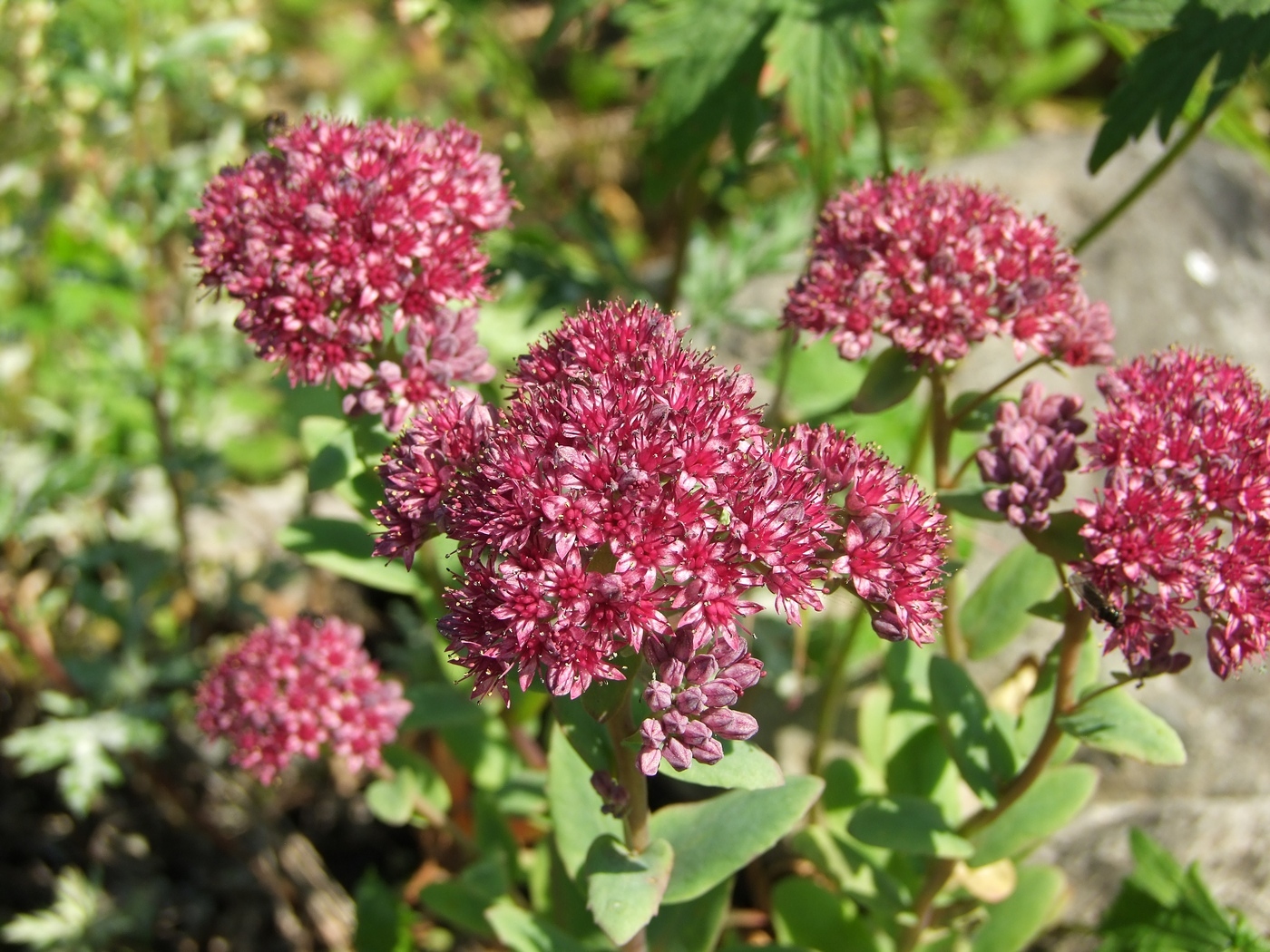 Image of Hylotelephium triphyllum specimen.