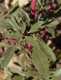 Amaranthus blitoides