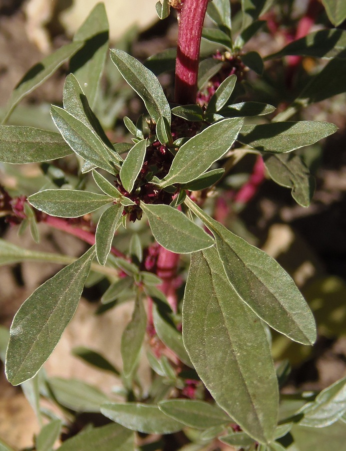 Image of Amaranthus blitoides specimen.