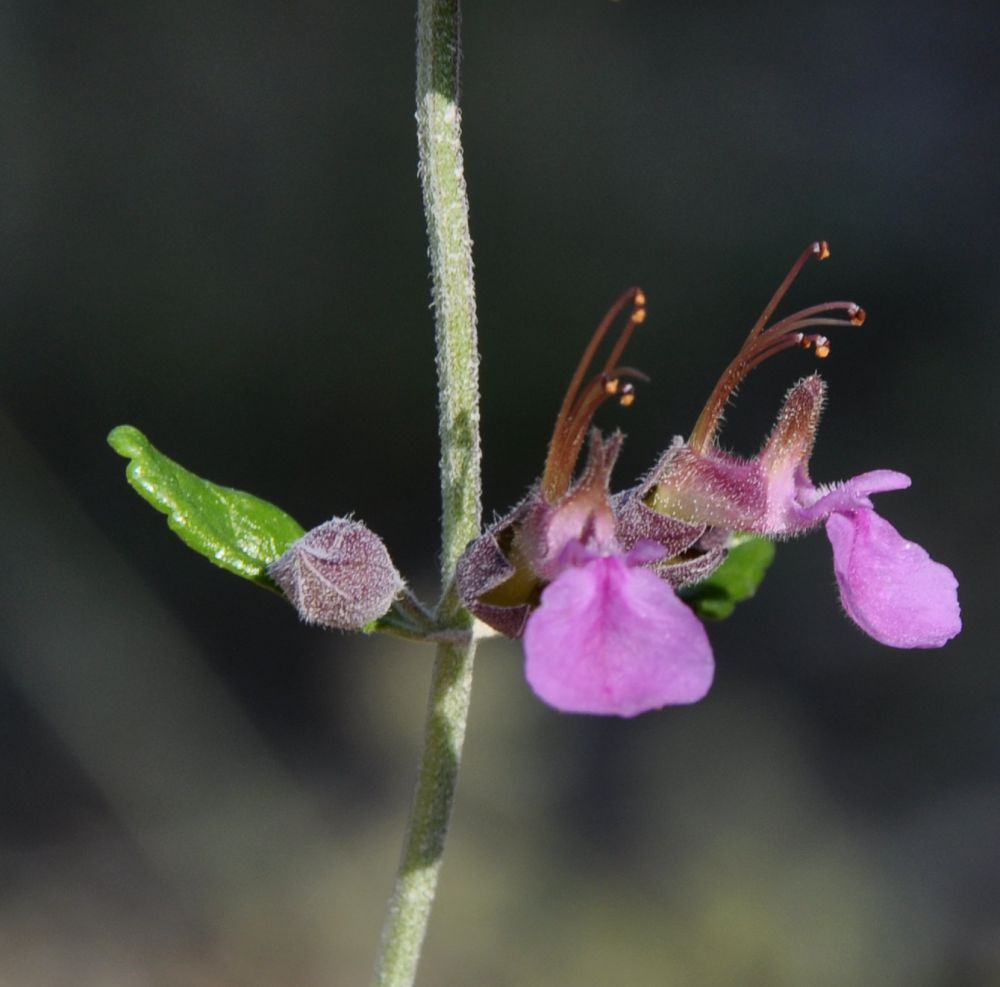 Image of Teucrium divaricatum specimen.