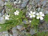 Cerastium lithospermifolium. Цветущие растения. Республика Алтай, Усть-Коксинский р-н, природный парк \"Белуха\", Долина Семи Озер, каменистый берег озера у подножия ледника Ак-Оюк, выс. 2500 м н.у.м. 07.08.2016.