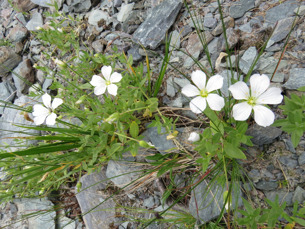 Image of Cerastium lithospermifolium specimen.