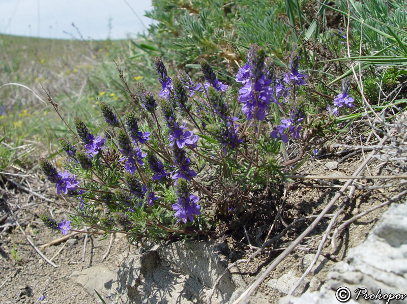 Image of Veronica capsellicarpa specimen.