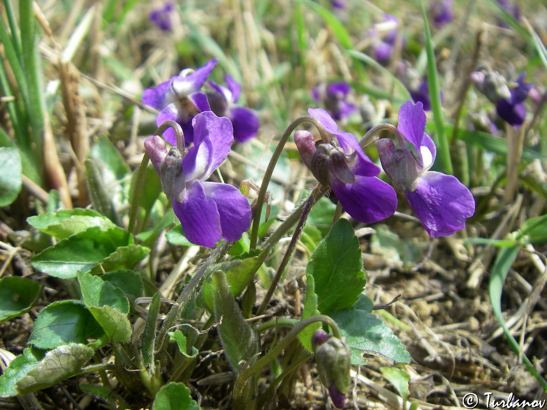 Изображение особи Viola dehnhardtii.