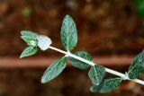 Teucrium fruticans