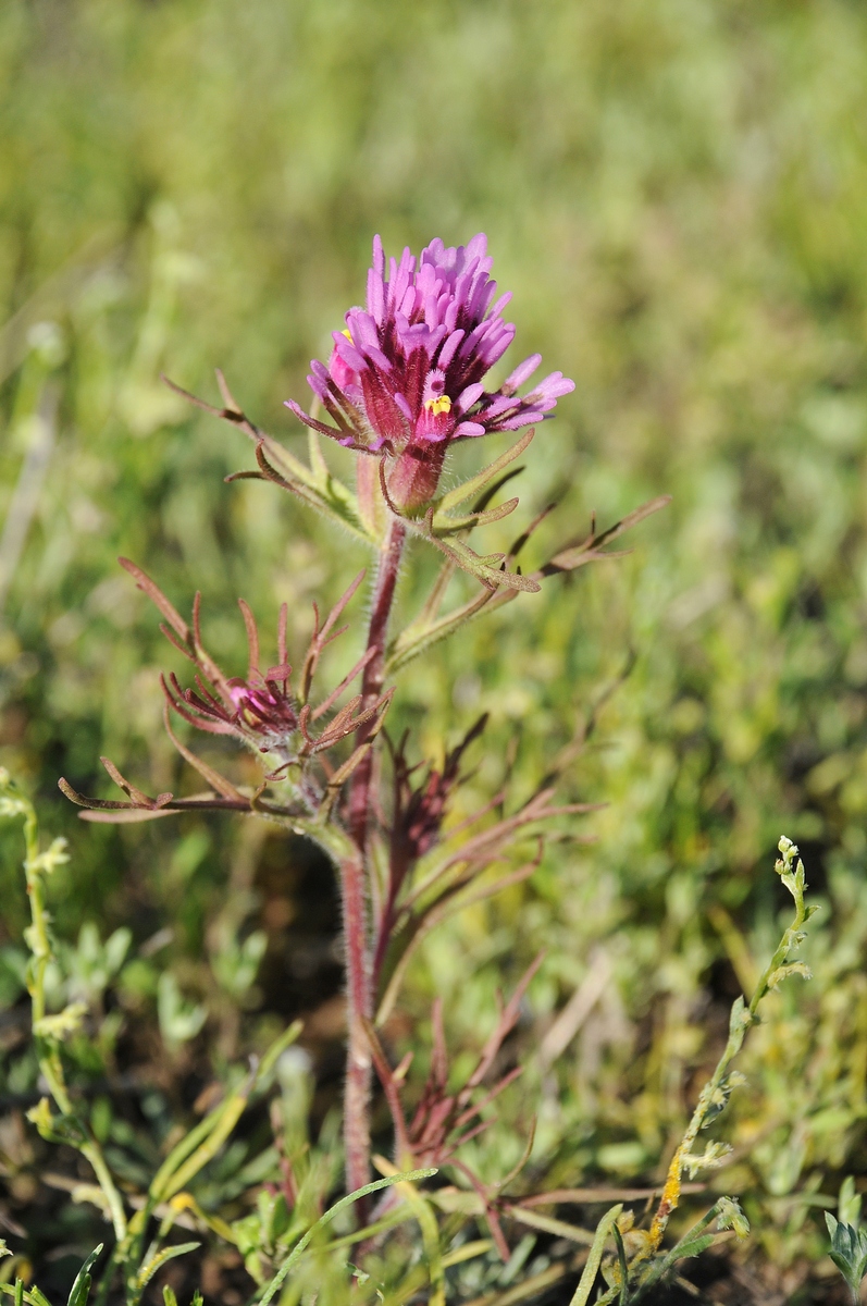 Изображение особи Castilleja exserta.