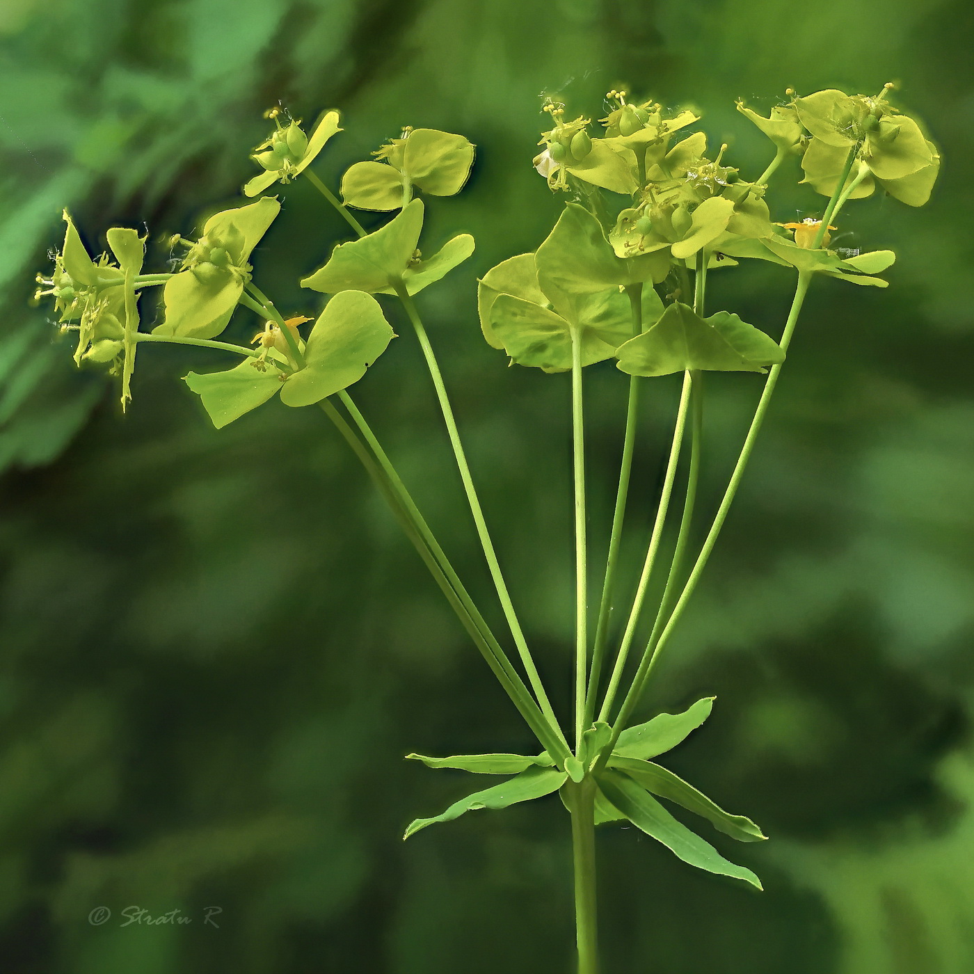 Изображение особи Euphorbia virgata.