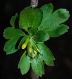 Ribes aureum