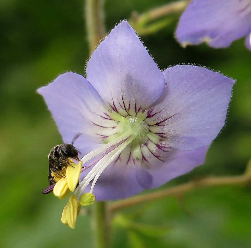 Image of Polemonium chinense specimen.