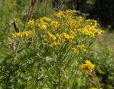 Senecio nemorensis