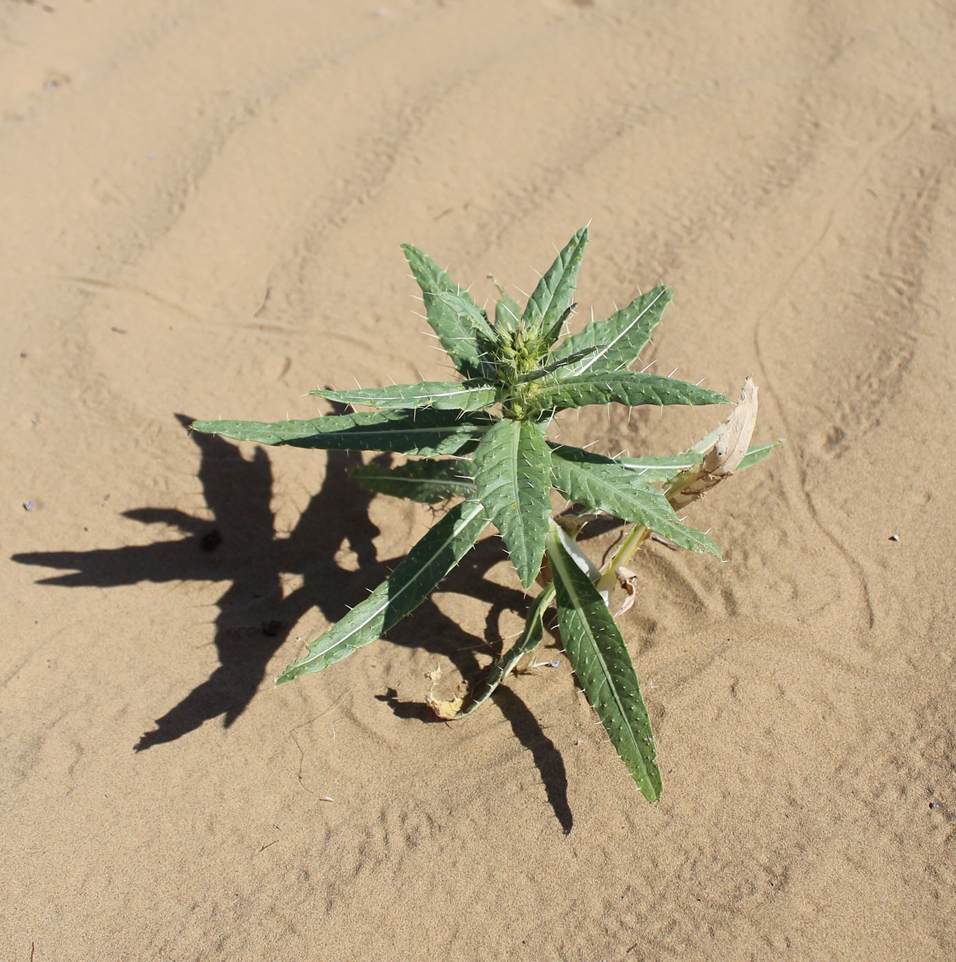 Image of Lipskyella annua specimen.