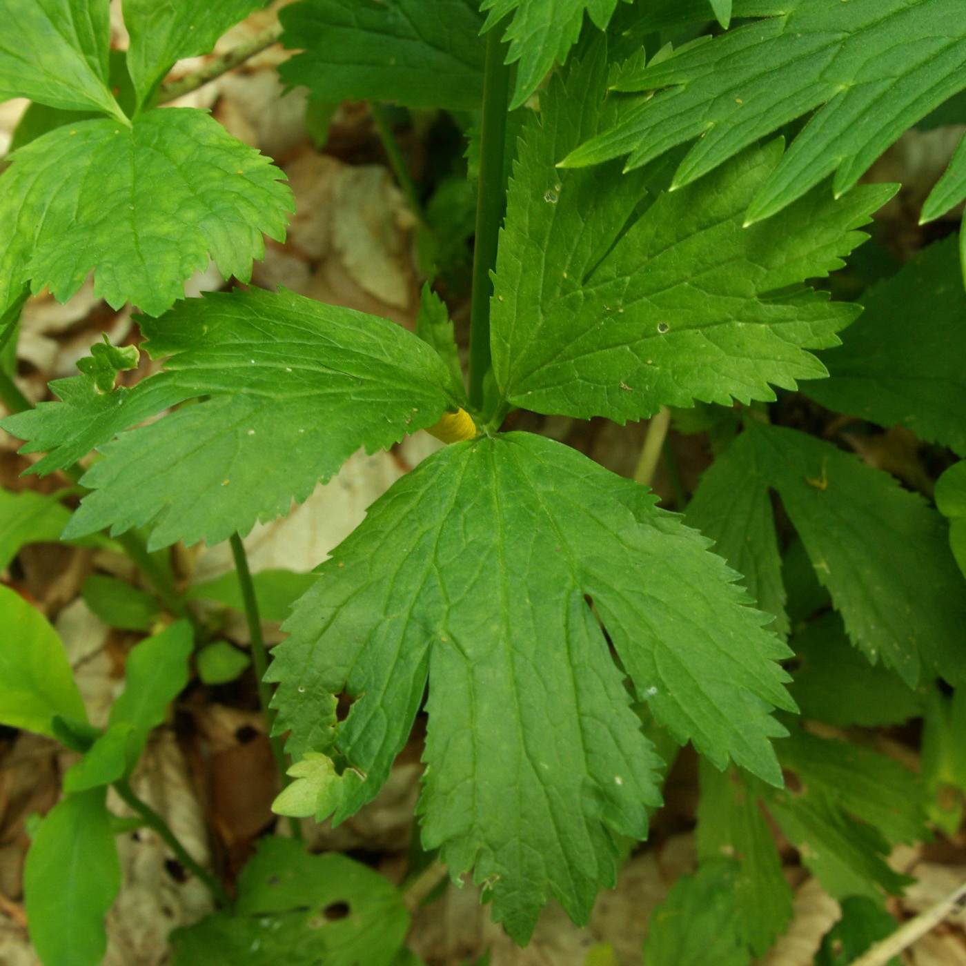 Image of Ranunculus crimaeus specimen.