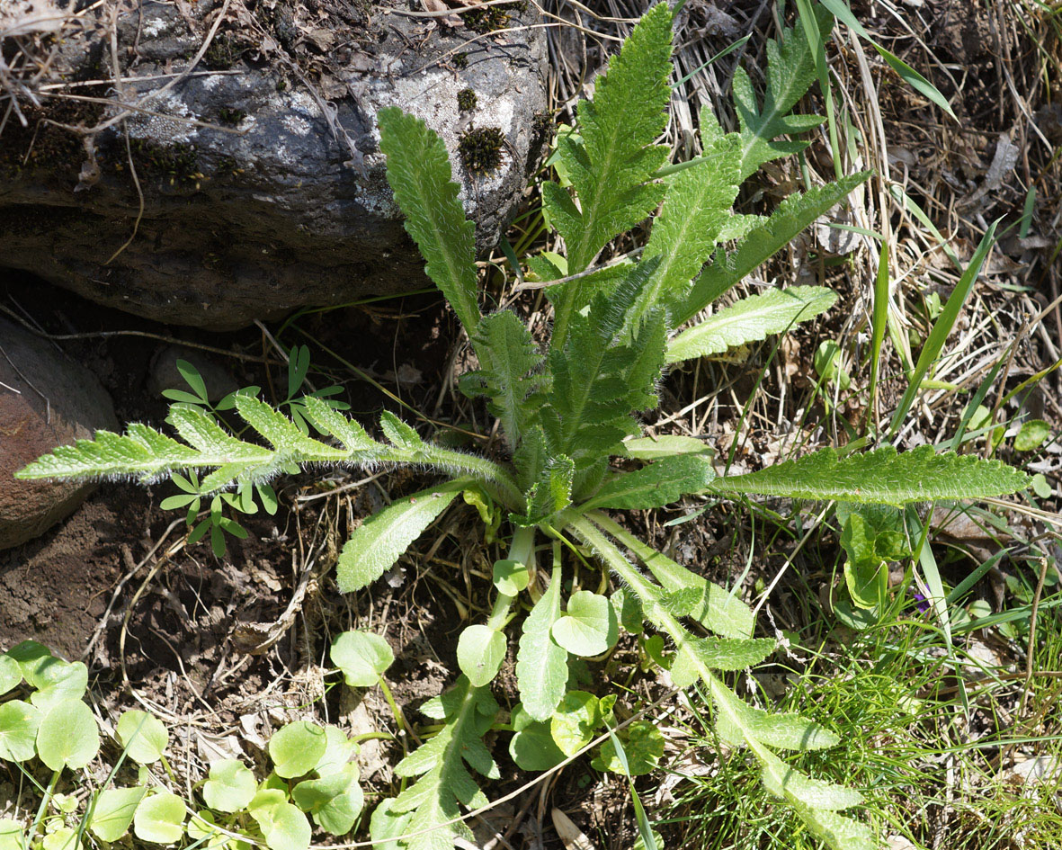 Image of Papaver orientale specimen.