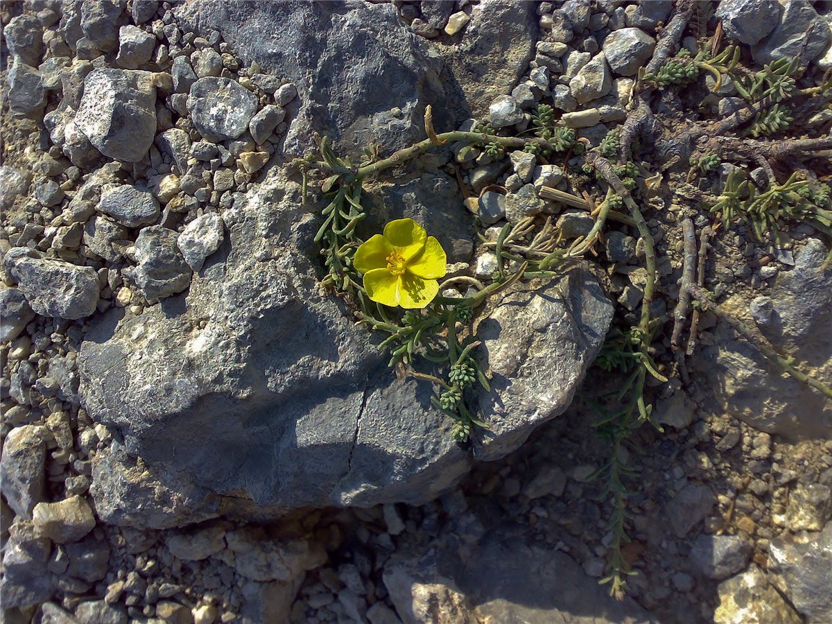 Изображение особи Fumana procumbens.