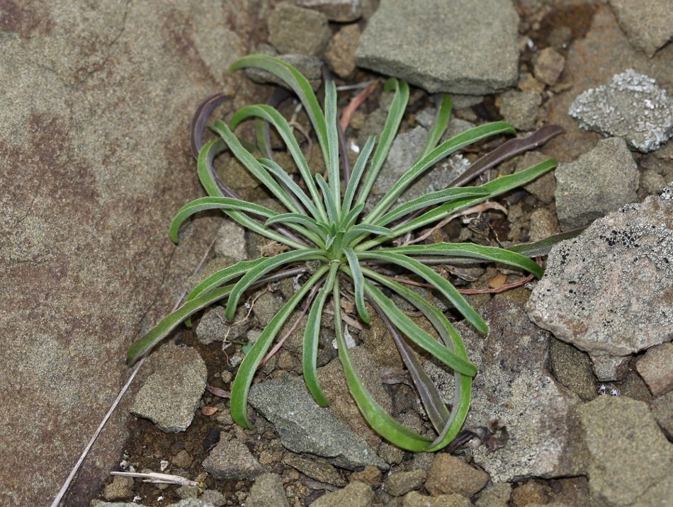 Изображение особи Erysimum amurense.