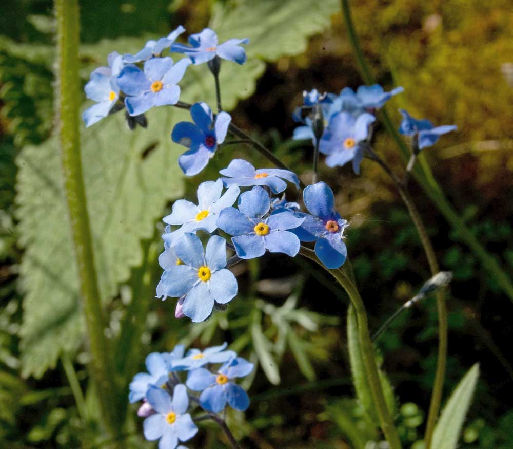 Image of Myosotis popovii specimen.