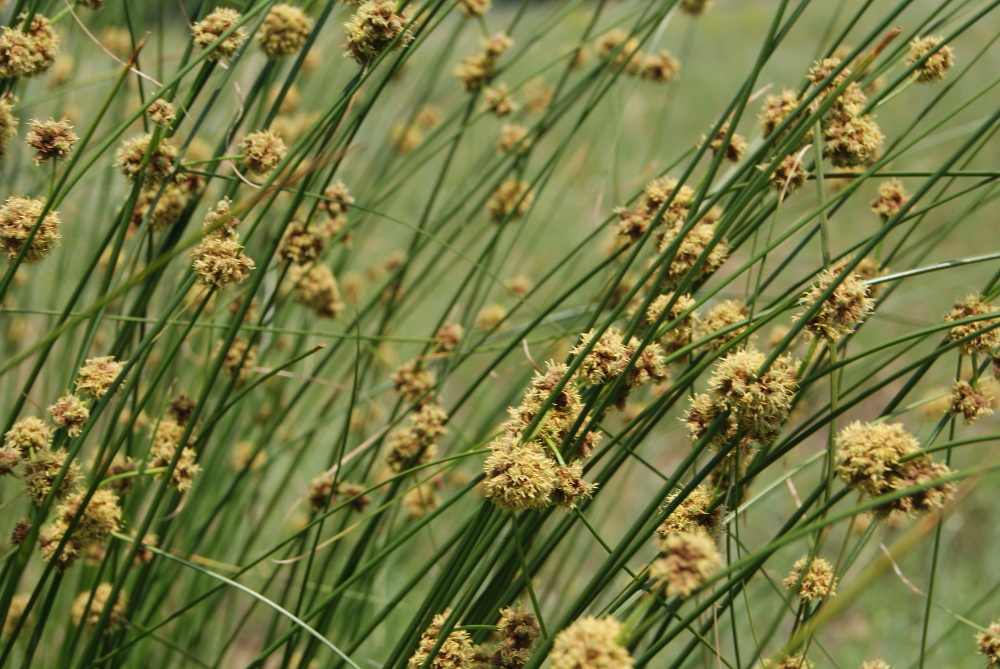 Image of Scirpoides holoschoenus specimen.