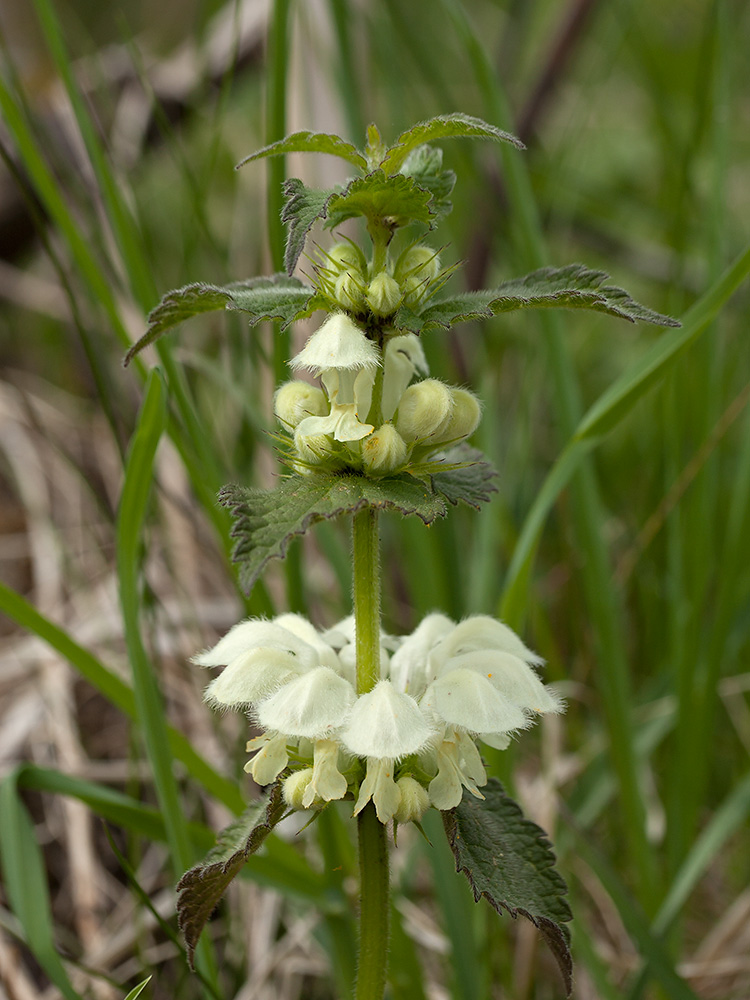 Image of Lamium album specimen.