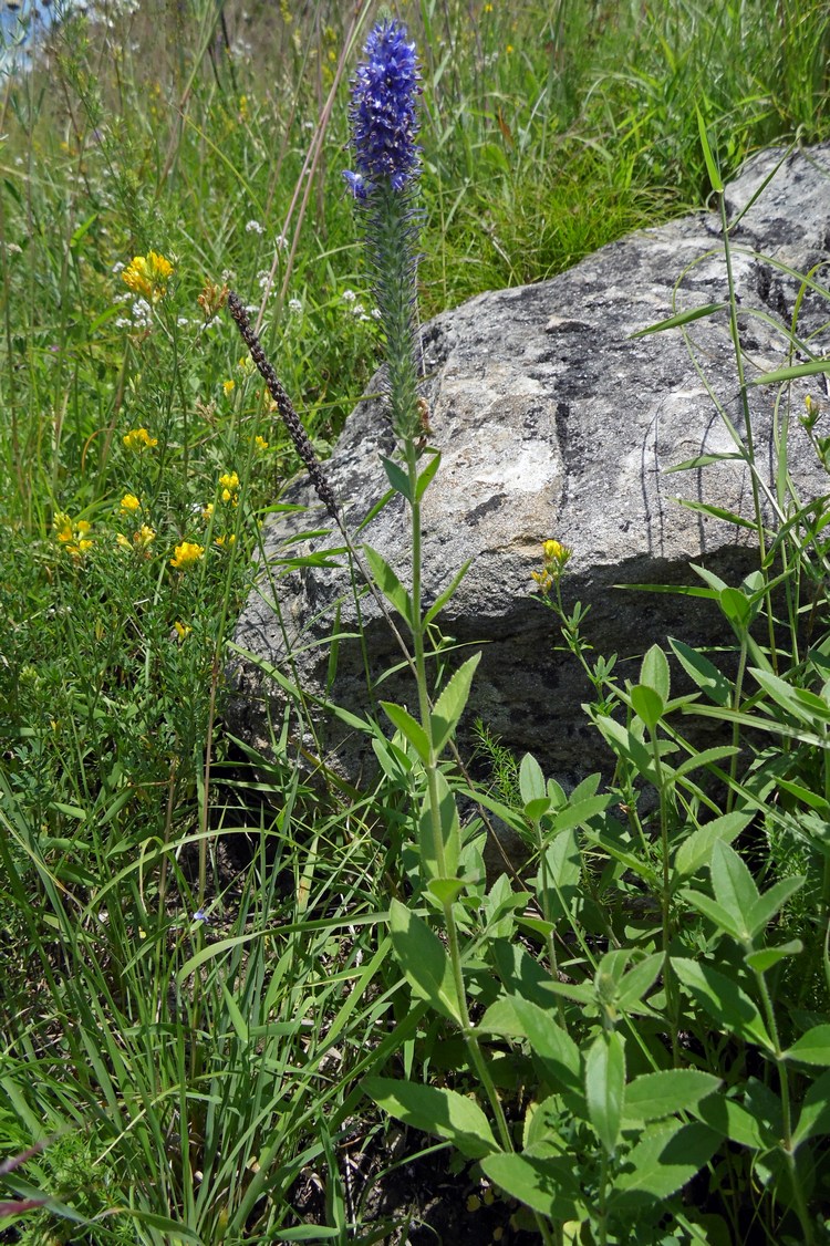 Image of Veronica spicata specimen.