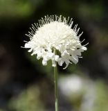 Scabiosa balcanica