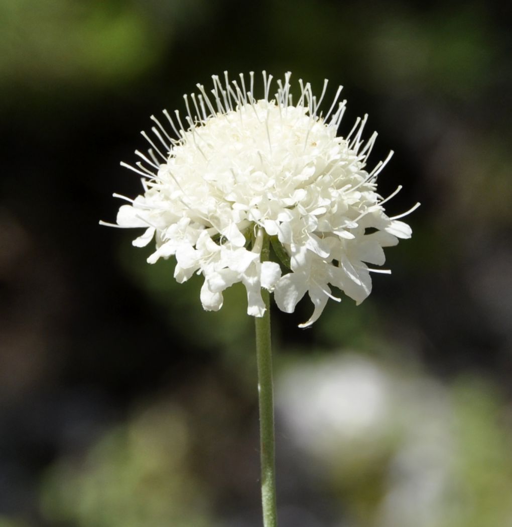 Изображение особи Scabiosa balcanica.