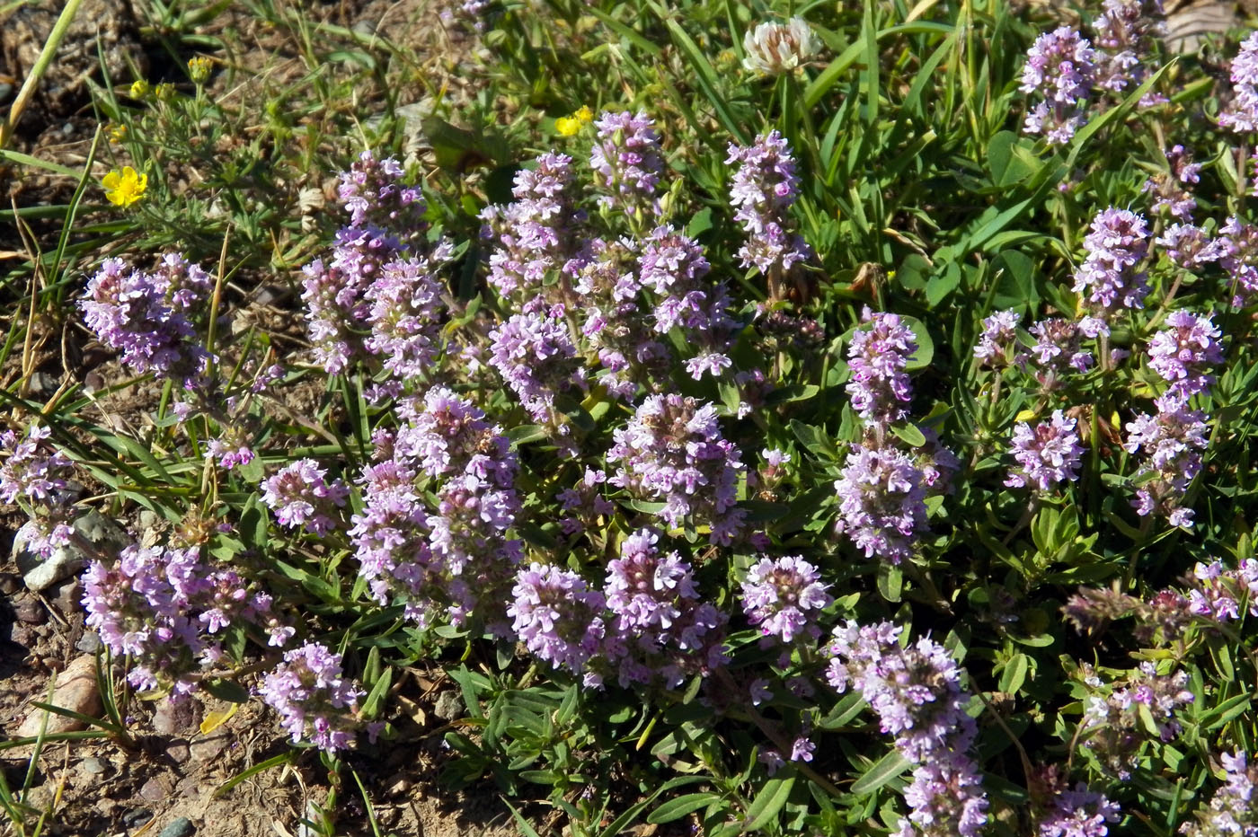 Изображение особи Thymus marschallianus.