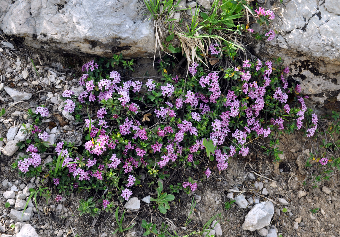 Изображение особи Daphne circassica.