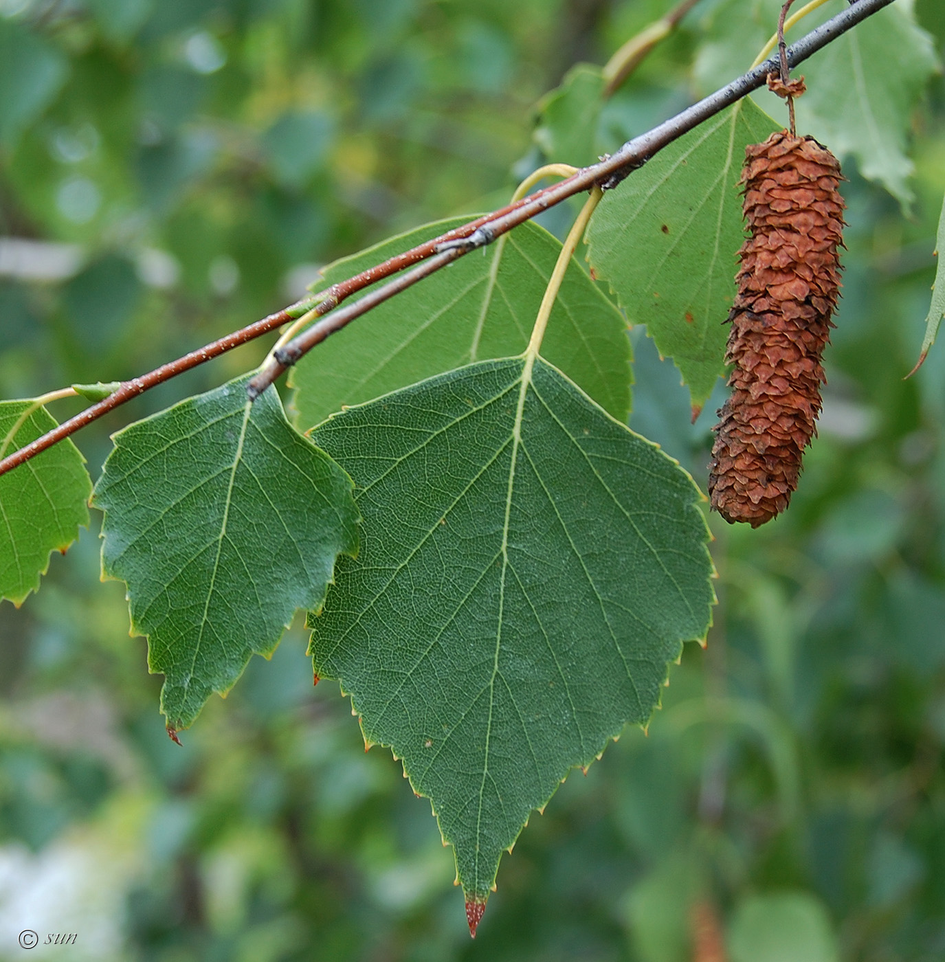 Image of Betula pendula specimen.