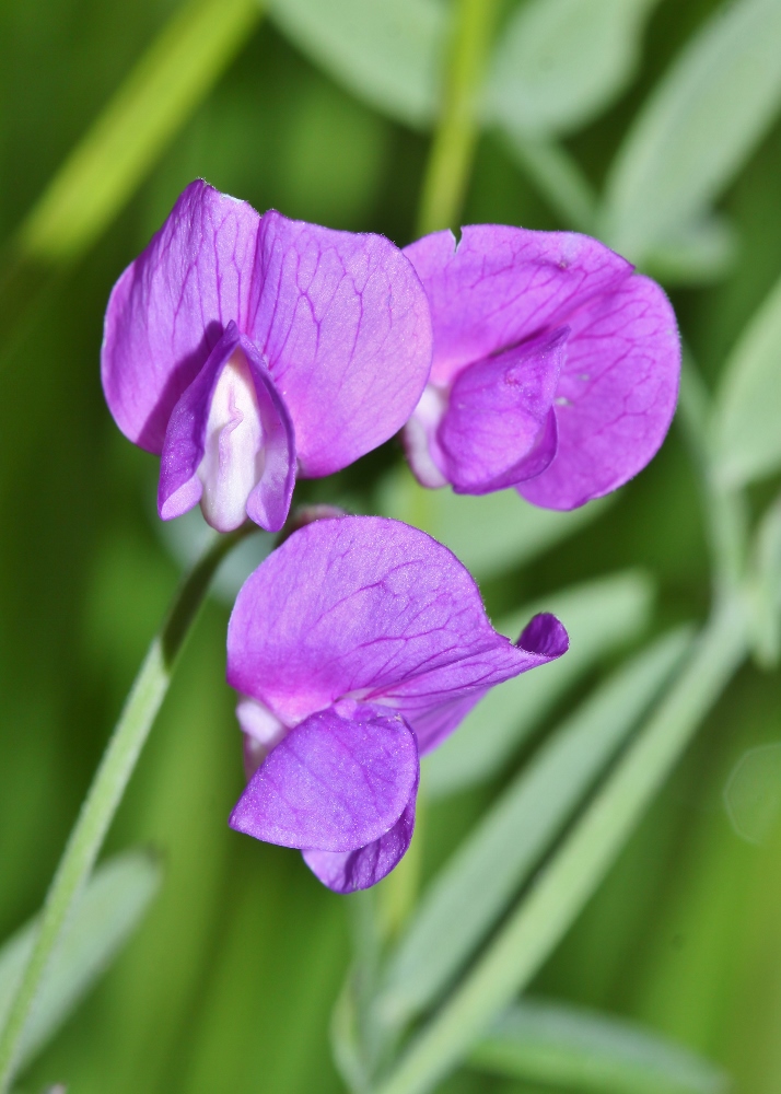 Изображение особи Lathyrus pilosus.