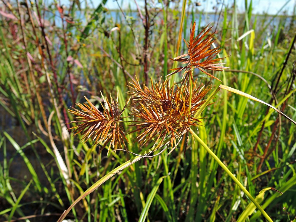 Image of Cyperus amuricus specimen.