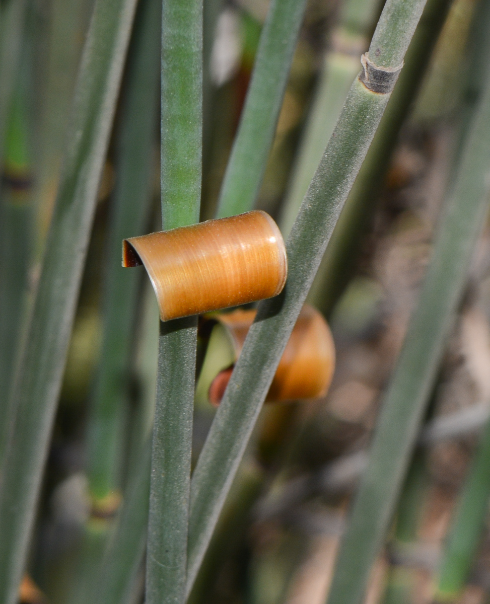 Image of Elegia tectorum specimen.
