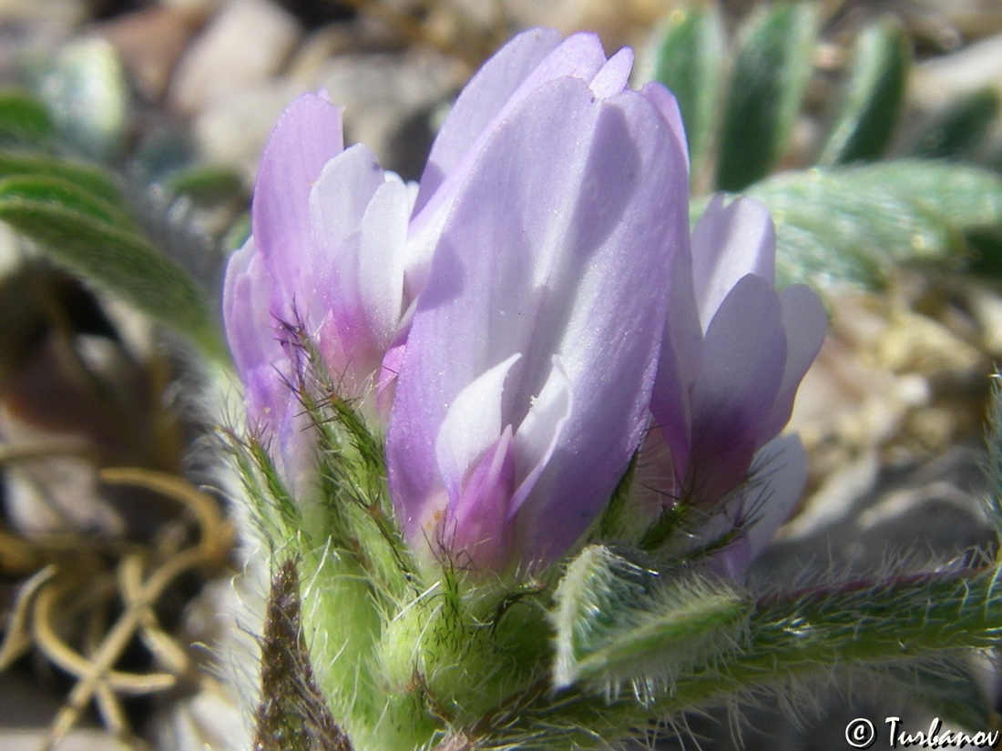 Изображение особи Astragalus sinaicus.