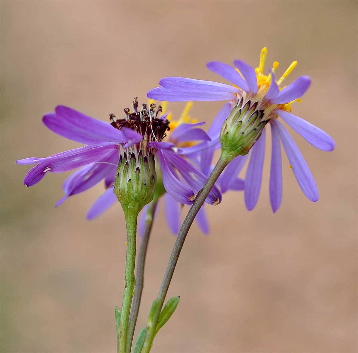 Image of Felicia filifolia specimen.