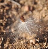 View full-size image Vincetoxicum sibiricum