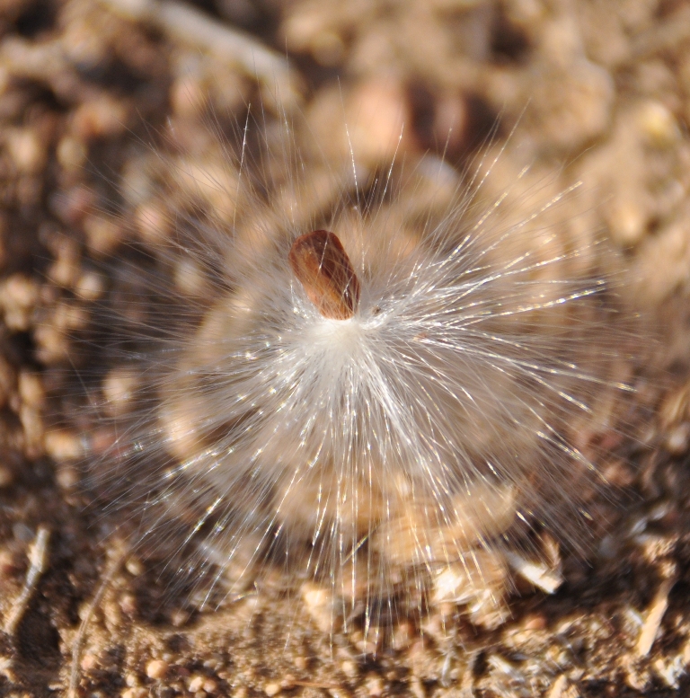 Image of Vincetoxicum sibiricum specimen.