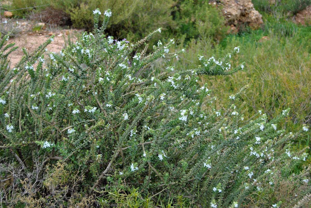 Image of Oftia africana specimen.