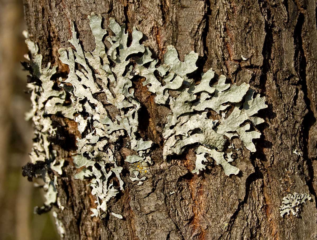 Image of Parmelia sulcata specimen.